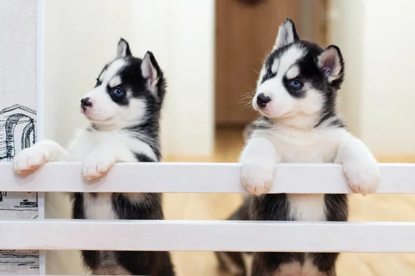 Grupo Lindos Cachorros Juguetones Husky Siberianos Están Jugando Casa —  Fotos de Stock