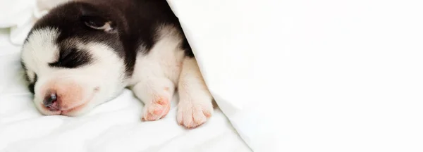 一只毛茸茸的哈士奇小狗睡在家里床上的白色毛毯下 空白的文字空间 — 图库照片