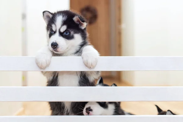 Sekelompok Anjing Siberian Husky Lucu Bermain Rumah — Stok Foto