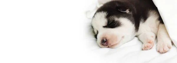 Een Pluizige Husky Puppy Slaapt Onder Een Witte Deken Een — Stockfoto