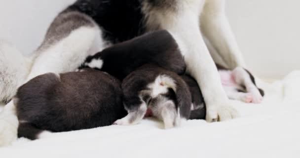 Många Små Nyfödda Ungar Dricker Mjölk Från Mamma Hund Mamma — Stockvideo