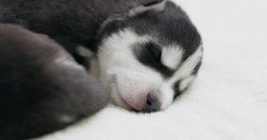 Sibirya Husky yavruları beyaz bir battaniyenin üzerinde uyuyorlar. Tatlı safkan yeni doğmuş köpekler uyuyor. Yüksek kalite 4k görüntü