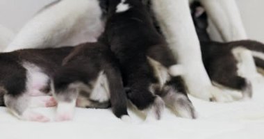 Bir sürü yavru kurt anne köpekten süt içiyor. Anne köpek yavrularını besler. Emzirme. Yüksek kalite 4k görüntü