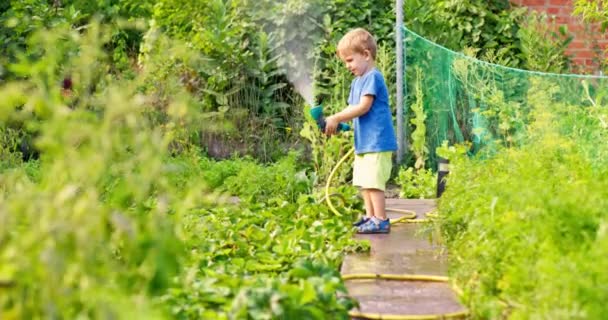 Gyermek Öntözés Virágok Növények Kertben Gyerek Víztömlővel Napfényes Kertben Kisfiús — Stock videók