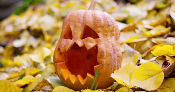 Halloween Enge Pompoen Met Gesneden Ogen Mond Gevallen Gele Bladeren — Stockvideo