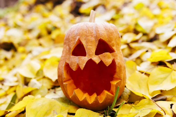 Halloween Tök Sárga Levelek Parkban Vagy Erdőben Ősszel Halloween Háttér — Stock Fotó