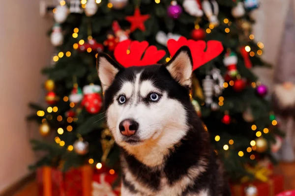 お祝いの部屋のライトとクリスマスツリーの背景に座っているトナカイの釣り人とかわいいハスキー犬 — ストック写真