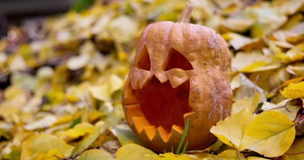 Halloween Scary Pumpkin Carved Eyes Mouth Fallen Yellow Leaves Fall — Stock Video