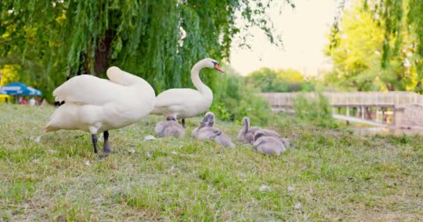 Rodina Bílých Labutí Břehu Jezera Městském Parku Vysoce Kvalitní Záběry — Stock video