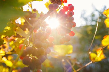 Gün batımında üzüm bağında mavi üzümler. Sonbaharda olgun üzümler.