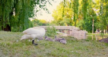 Şehir parkındaki gölün kıyısında beyaz kuğu ailesi. Yüksek kalite 4k görüntü