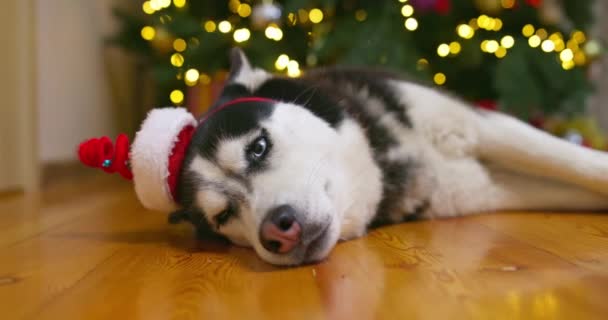 Słodki Husky Pies Czapce Mikołaja Leży Podłodze Obok Choinki Światłami — Wideo stockowe