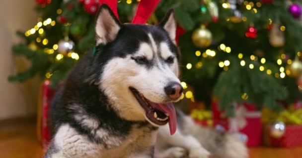 Lustiger Husky Hund Mit Rentiergeweih Festlich Geschmückten Gemütlichen Haus Mit — Stockvideo