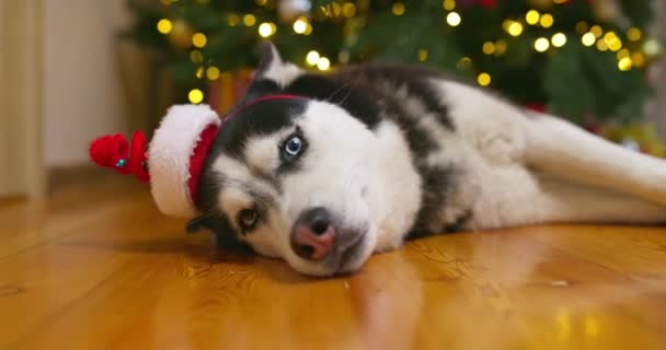 Noel Baba Şapkalı Tatlı Iri Yapılı Bir Köpek Işıkları Olan — Stok video