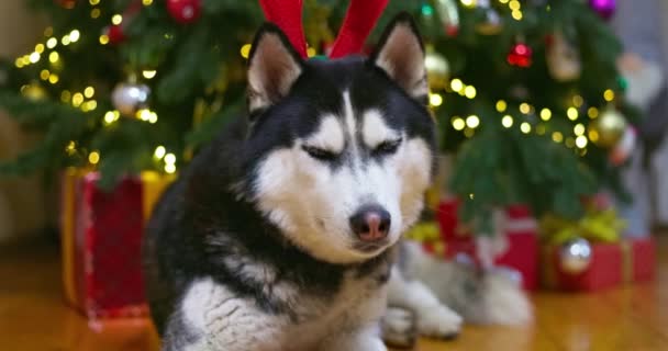 Grappige Husky Hond Draagt Rendier Gewei Feestelijke Versierde Gezellige Huis — Stockvideo