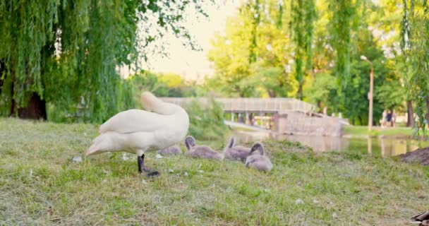 Семья Белых Лебедей Берегу Озера Городском Парке Высококачественные Кадры — стоковое видео