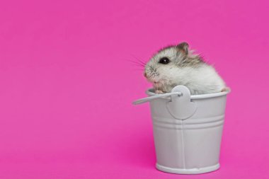 Beyaz dekoratif kovada küçük hamster pembe arka planda fotokopi alanı ile. Yavru hayvan teması.