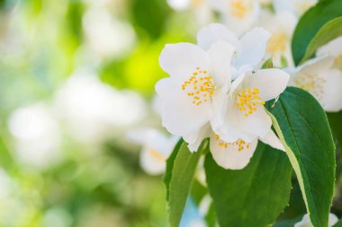 Güzel beyaz yasemin çiçekleri. Beyaz çiçekli güzel yasemin dalı. Çalılıklarda yasemin çiçekleri olan doğal bir geçmiş. Seçici odak.