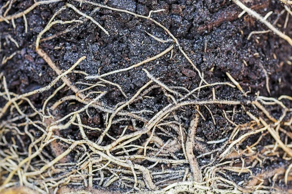 stock image Soil and root structure, network of roots under soil, plant root. The root of the plant is in the soil.