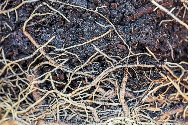 Struktura Gleby Korzeni Sieć Korzeni Pod Glebą Korzeń Roślin Korzeń Obrazek Stockowy