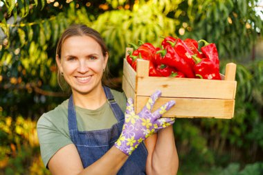 Olgun kırmızı biber dolu tahta kutu taşıyan kadın çiftçi. Çiftçi bahçesinden biber topluyor.