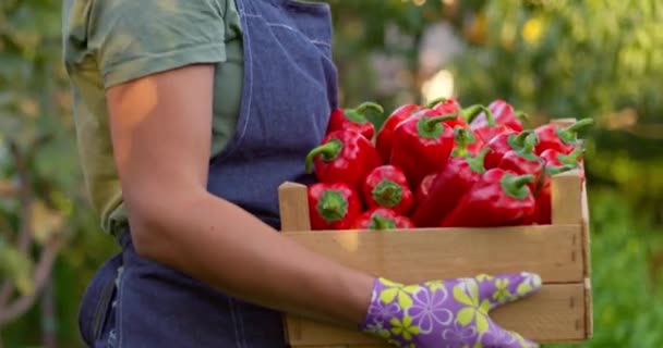 若い女性農夫が日没に赤唐辛子の木箱を持っています 熟した野菜の収穫 有機栽培農産物について 高品質の4K映像 — ストック動画