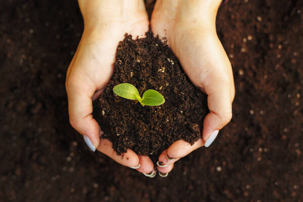 Womans hands holding young green seedling in soil, closeup.