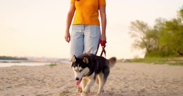 Junge Frau Beim Abendspaziergang Mit Hund Strand Sommer Hochwertiges Filmmaterial — Stockvideo