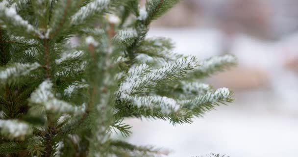 用绿色的小针把白雪覆盖的云杉树枝挡住 白雪落在冷杉树枝上 高质量的4K镜头 — 图库视频影像