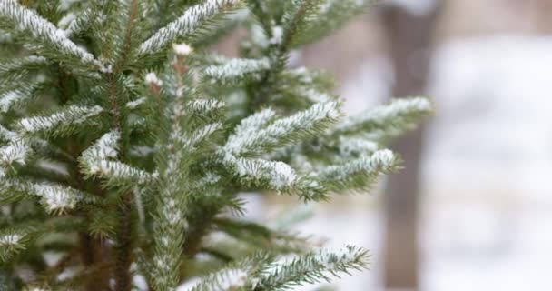 Closeup Snow Covered Spruce Branch Little Green Needles Snow Falling — Stock Video