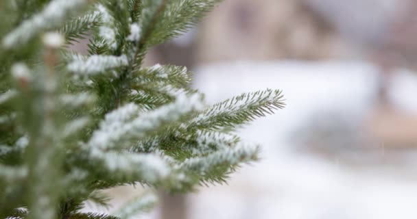Küçük Yeşil Iğneli Karla Kaplı Ladin Dalı Köknar Ağacının Dallarına — Stok video