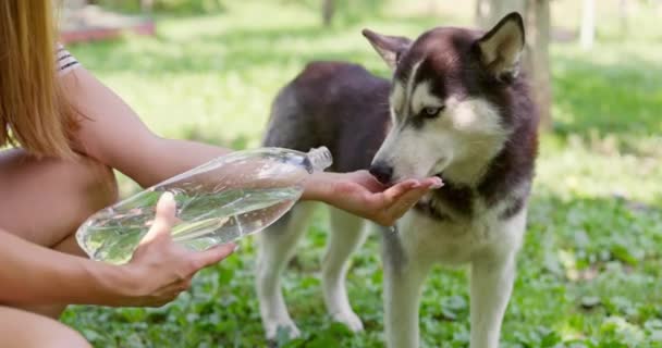Cão Bebendo Água Garrafa Plástico Pet Proprietário Cuida Seu Cão — Vídeo de Stock