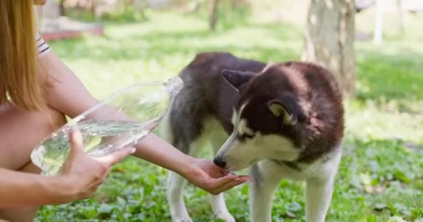 Собака Воду Пластикової Пляшки Власник Домашніх Тварин Піклується Про Свого — стокове відео