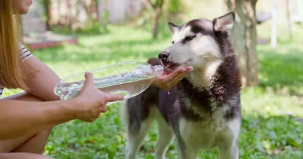 Pies Pijący Wodę Plastikowej Butelki Właściciel Zwierzęcia Troszczy Się Swojego — Wideo stockowe