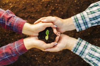 Kadınların ve erkeklerin elleri, verimli topraklarda genç bir fidanı tutuyor. Yeni hayat, ekoloji, sürdürülebilir kalkınma, sıfır atık üretimi, Dünya Günü, yatırım kavramı