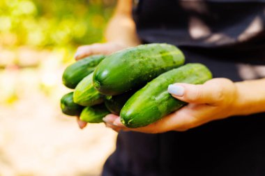 Elinde yeni toplanmış taze salatalık hasadı olan bir kadın. Doğal ve sağlıklı sebzeler yetiştiriyor. Sağlıklı yaşam tarzı