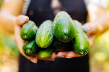 Elinde yeni toplanmış taze salatalık hasadı olan bir kadın. Doğal ve sağlıklı sebzeler yetiştiriyor. Sağlıklı yaşam tarzı
