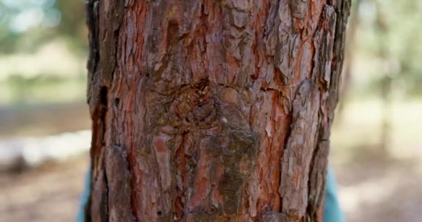 公園で木のトランクを抱擁する子供の少年 自然の生命の愛 木を抱きしめる感情 自然エコロジーの概念 地球の緑の惑星を保存する 高品質の4K映像 — ストック動画
