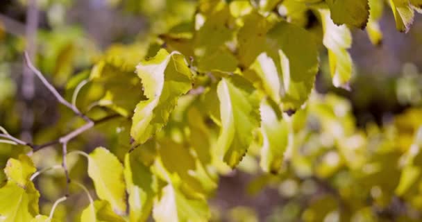 Žluté Podzimní Listy Paprscích Jasného Slunce Podzimní Krajina Zblízka Vysoce — Stock video