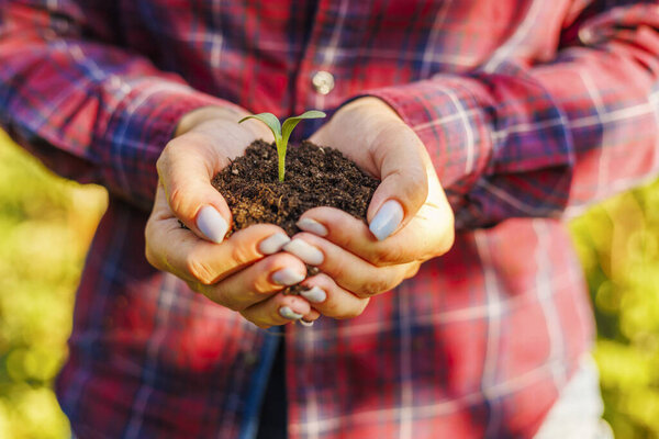 Женщина держит в руках зеленую капусту, рассаженную в почве. Концепция Дня Земли, органическое садоводство, экология, устойчивая жизнь