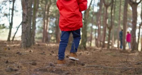 Дитина Проходить Через Осінній Ліс Опале Жовте Листя Соснові Голки — стокове відео