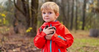 Küçük çocuk sonbaharda çam ormanında koni topluyor. Yüksek kalite 4k görüntü