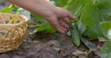 Çiftçiler, seradaki ya da sebze bahçesindeki bir daldan taze salatalık topluyor. Ülkede sebze yetiştirme kavramı, çiftlik, bahçe. Yüksek kalite 4k görüntü