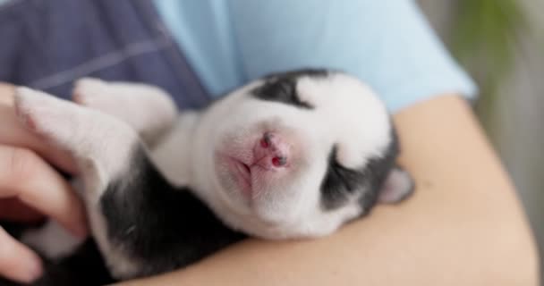 Cachorro Recém Nascido Tranquilo Com Pêlo Preto Branco Dorme Nas — Vídeo de Stock