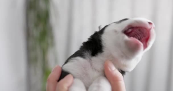 新生的小狗被抱在Ha新生的幼小的小狗里 紧闭的眼睛被温柔地抱在人类的手中 高质量的4K镜头 — 图库视频影像