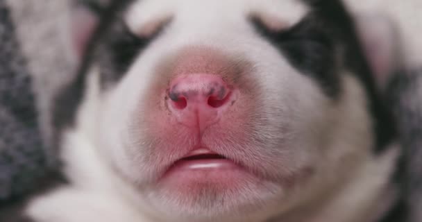 特写图像捕捉了一只有着柔软聚焦背景的睡梦中小狗的和平表达 高质量的4K镜头 — 图库视频影像
