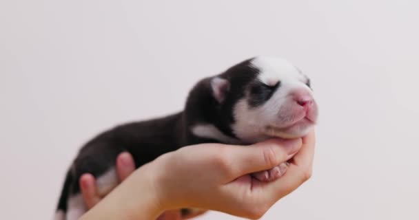 Neugeborene Welpen Werden Händen Gehalten Haustier Porträt Großaufnahme Mit Pastellfarbenem — Stockvideo