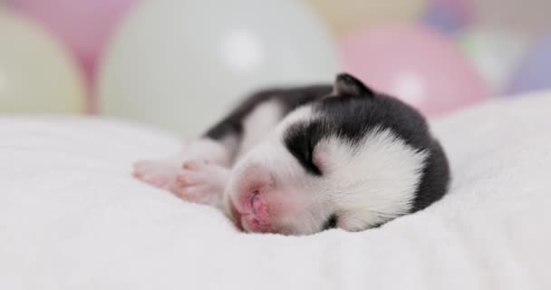 Cachorrinho Recém Nascido Adormecido Cobertor Branco Macio Close Estúdio Pet — Vídeo de Stock