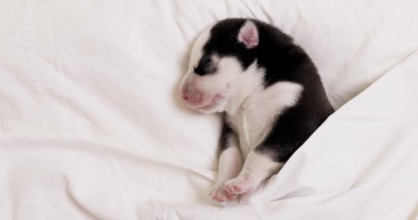 Egy Kis Újszülött Husky Kölyök Mélyen Alszik Egy Puha Fehér — Stock videók