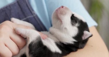 Siyah beyaz kürklü barışçıl yeni doğmuş bir köpek yavrusu bir insanın şefkatli ellerinde uyur. Yüksek kalite 4k görüntü